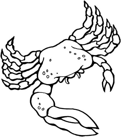 Fiddler Crab Coloring Page